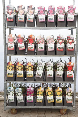 Rosa MIX (Lot Rosa in)  C5/P23 3x21 Parfum de Nature®, David Austin® & Kordes®