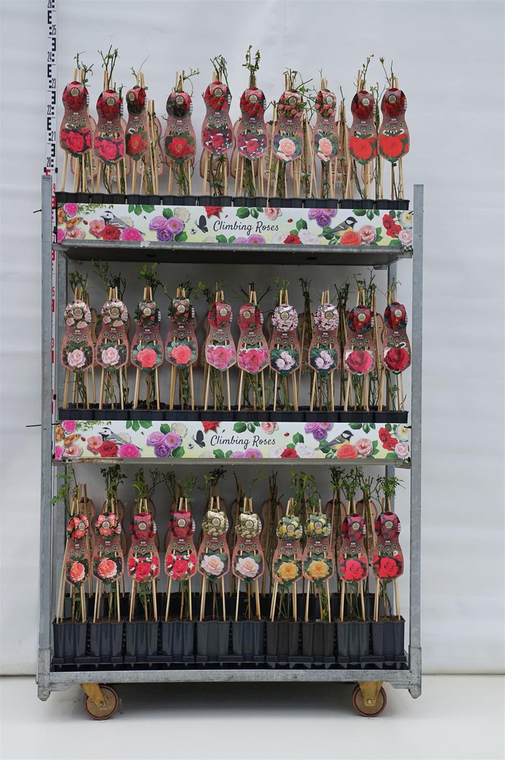 Rosa MIX (Lot Rosa in)  C1,5 65CM 4ST (WAV)