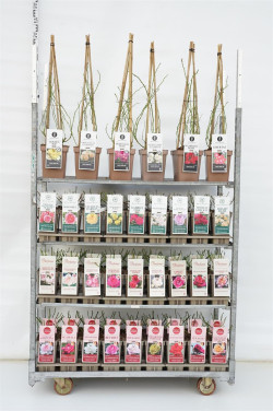 Rosa MIX (Lot Rosa in)   1x21 Rambler & 3x36 Parfum de Nature®, Kordes® & David Austin®