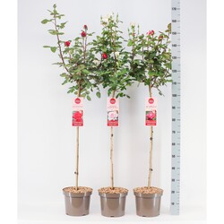 Rosa MIX (Lot Rosa in) C7,5/P26 STIEBAS 90 CM - nuotrauka 2