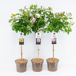 Rožė MIX (Lot Rosa in)  C7,5/P26 STIEBAS 70 CM - nuotrauka 2