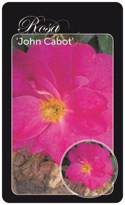 Rožė (H) (Lot Rosa (H)) 'John Cabot' BR