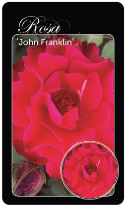 Rožė (H) (Lot Rosa (H)) 'John Franklin' BR