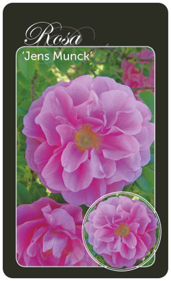 Rožė (R) (Lot Rosa (R)) 'Jens Munk' BR