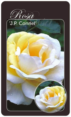 Rožė (Lot Rosa) 'J.P. Connel' BR