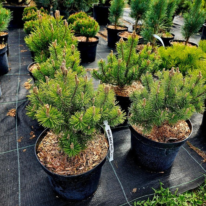 Pušis Kalninė (Lot. Pinus Mugo) MOPS C7.