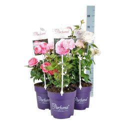 Rožė Kordes MIX (Lot Rosa Kordes)  C5/P23 - nuotrauka 2