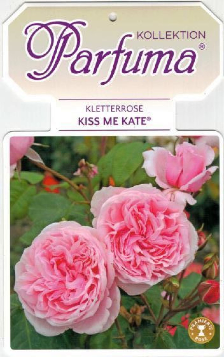 Rožė (F) (Lot Rosa (F)) 'Kiss me Kate' C5/P23