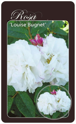 Rožė (Lot Rosa) 'Louise Bugnet' BR