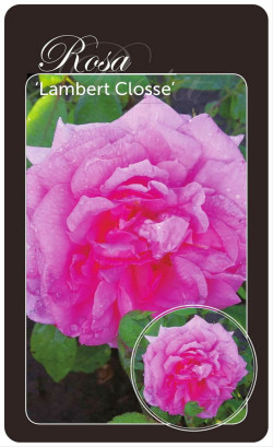 Rožė (Lot Rosa) 'Lambert Closse' BR