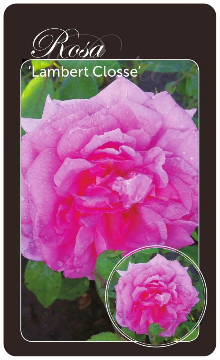 Rožė (Lot Rosa) 'Lambert Closse' BR
