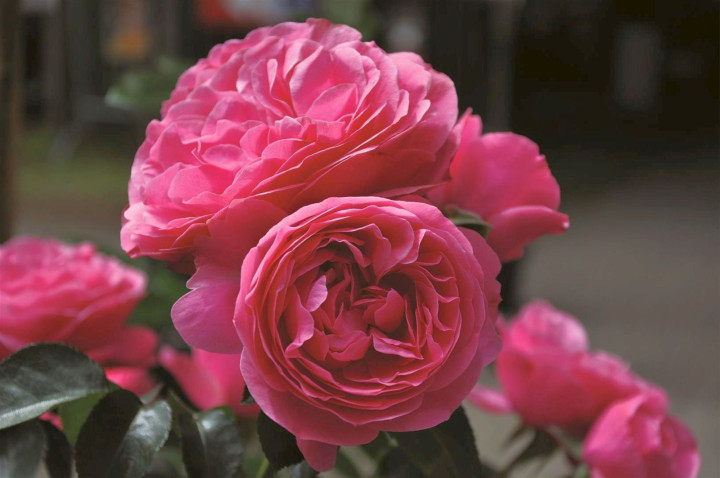 Rožė (T) (Lot Rosa (T)) C5/P23 STIEBAS 50 CM | ROŽĖS | KRŪMAI