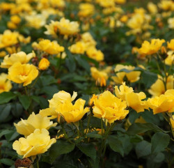 Rožė (M) (Lot Rosa (M)) 'Lemon Fizz' C3/P19 | ROŽĖS | KRŪMAI