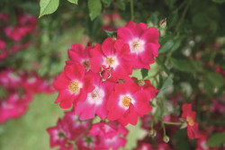 Rožė (K) (Lot Rosa (K)) 'Libertas' C7,5/P26 STIEBAS 110 CM | ROŽĖS | KRŪMAI