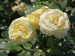 Rožė (T) (Lot Rosa (T)) 'Limona' C3/P19 | ROŽĖS | KRŪMAI