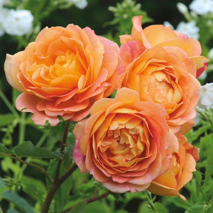Rožė (Lot Rosa) 'Lady of Shalot' C5/P23 | ROŽĖS | KRŪMAI