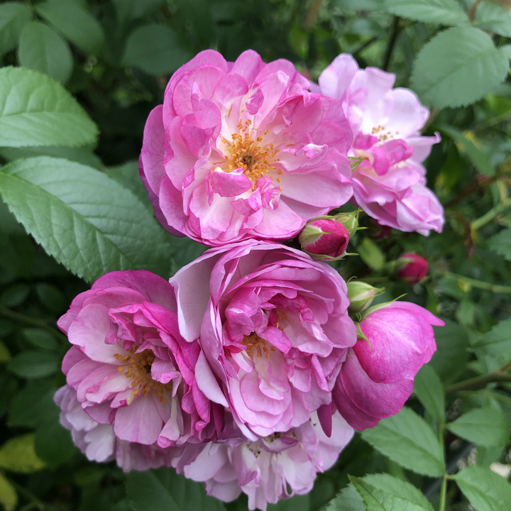 Rožė (K) (Lot Rosa (K)) 'Lavender Siluetta' C5/P23 | ROŽĖS | KRŪMAI
