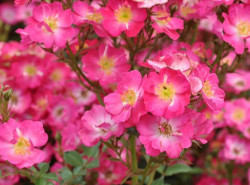Rožė (Lot Rosa) 'Lupo' C3/P19 | ROŽĖS | KRŪMAI
