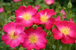 Rožė (Lot Rosa) 'Lupo' C5/P23 STIEBAS 50 CM | ROŽĖS | KRŪMAI