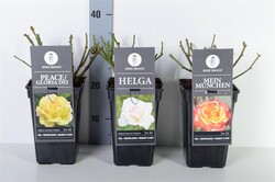 Rosa MIX (Lot Rosa Mix)  C3/P19 - nuotrauka 2