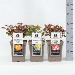 Rosa MIX (Lot Rosa Mix)  C5/P23 - nuotrauka 2