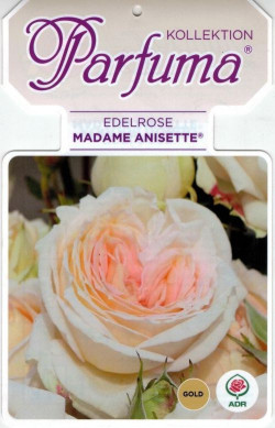 Rožė (F) (Lot Rosa (F)) 'Madame Anisette' C5/P23 - nuotrauka 1