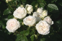 Rožė (F) (Lot Rosa (F)) 'Madame Anisette' C5/P23 - nuotrauka 2