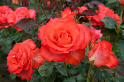 Rožė (F) (Lot Rosa (F)) 'Marieken' C3/P19 | ROŽĖS | KRŪMAI