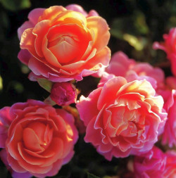 Rožė (F) (Lot Rosa (F))  C3/P19