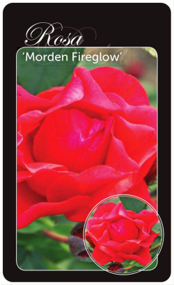 Rožė (H) (Lot Rosa (H)) 'Morden Fireglow' BR