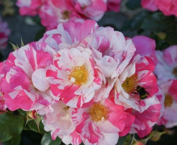 Rožė (Lot Rosa) 'Mind Games' C5/P23 STIEBAS 50 CM | ROŽĖS | KRŪMAI