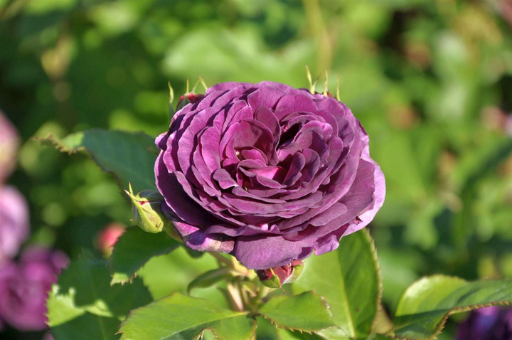 Rožė (Lot Rosa) 'Minerva' C7,5/P26 STIEBAS 70 CM | ROŽĖS | KRŪMAI