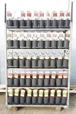 Rožė miniatiūrinė MIX (Lot Rosa Miniature)  C2 ROSE CONTAINER