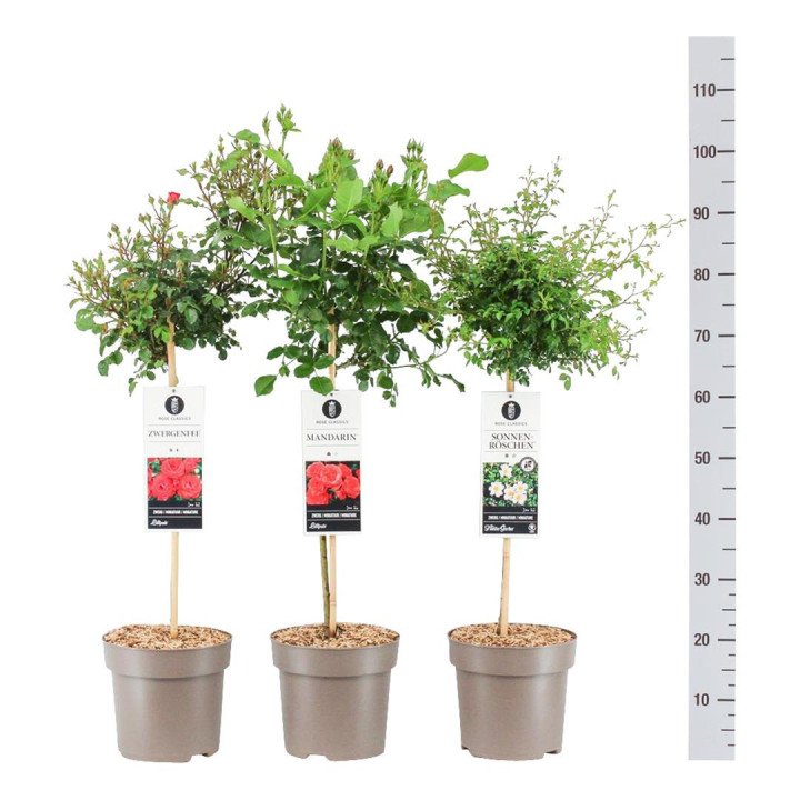Rožė miniatiūrinė MIX (Lot Rosa Miniature)   C6/P25 STIEBAS 50 CM
