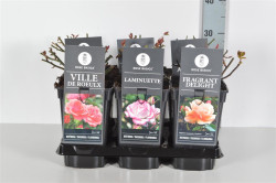 Rožė miniatiūrinė MIX (Lot Rosa mix)  C3/P19 - nuotrauka 2