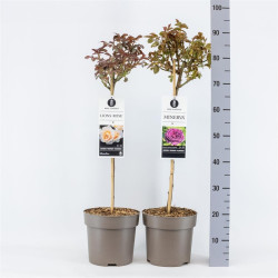 Rožė miniatiūrinė MIX (Lot Rosa mix)   C6/P25 STIEBAS 50 CM - nuotrauka 1