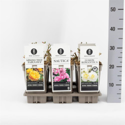 Rožė miniatiūrinė MIX (Lot Rosa mix)  C3/P19 - nuotrauka 1
