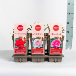 Rožė miniatiūrinė MIX (Lot Rosa mix)  C3/P19 - nuotrauka 1