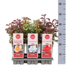 Rožė miniatiūrinė MIX (Lot Rosa mix)  C3/P19 - nuotrauka 2