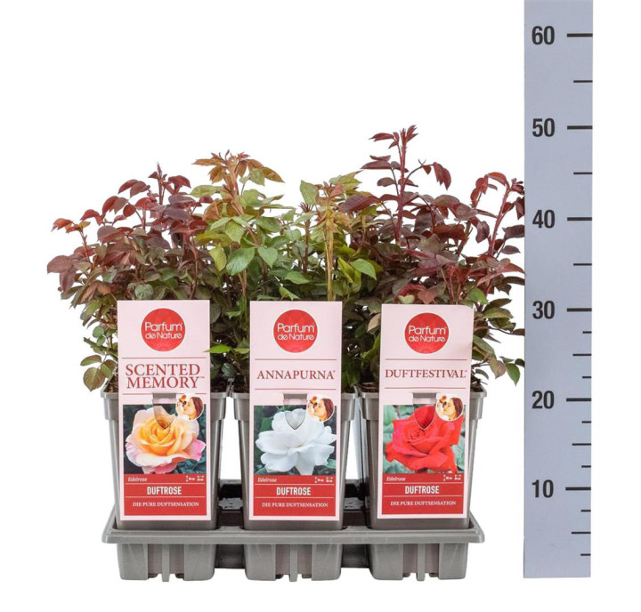 Rožė mix Duftrosen (Lot Rosa mix Duftrosen) C3/P19 (PDN) | ROŽĖS | KRŪMAI