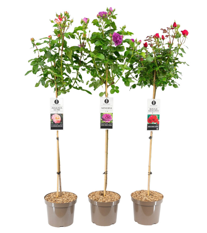 Rožė miniatiūrinė MIX (Lot Rosa mix)  C7,5/P26 STIEBAS 90 CM