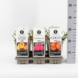 Rožė miniatiūrinė MIX (Lot Rosa mix)  C3/P19 - nuotrauka 1