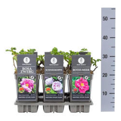 Rožė miniatiūrinė MIX (Lot Rosa mix)  C3/P19 - nuotrauka 2