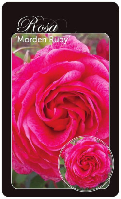 Rožė (Lot Rosa) 'Morden Ruby' BR