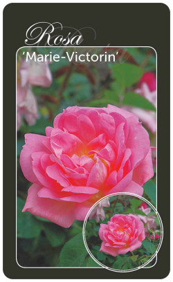 Rožė Rosa Marie-Victorin (Lot Rosa Marie-Victorin)  BR