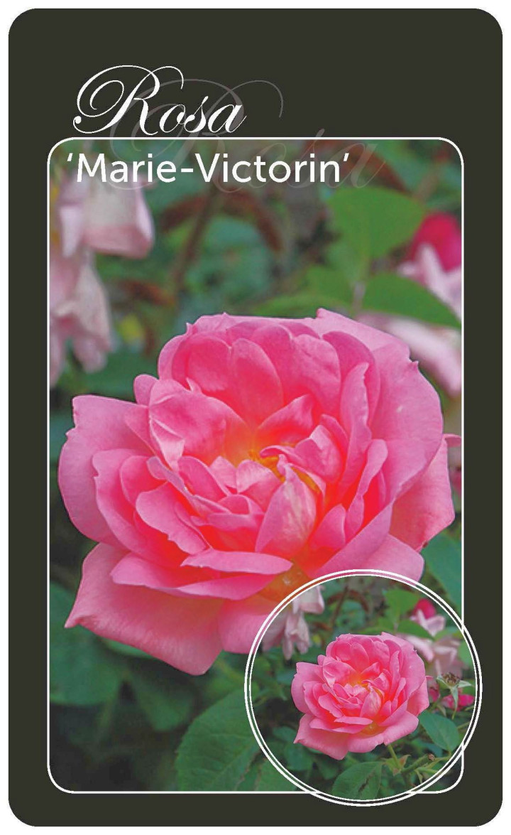 Rožė Rosa Marie-Victorin (Lot Rosa Marie-Victorin)  BR