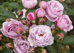 Rožė (F) (Lot Rosa (F)) 'Nautica' C3/P19 | ROŽĖS | KRŪMAI