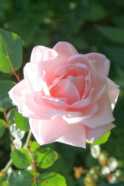 Rožė (K) (Lot Rosa (K)) 'New Dawn' C3/P19