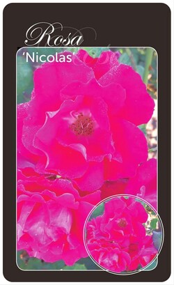 Rožė (Lot Rosa) 'Nicolas' BR