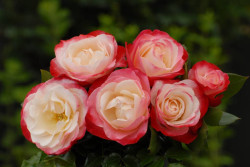 Rožė (T) (Lot Rosa (T)) C5/P23 STIEBAS 50 CM | ROŽĖS | KRŪMAI
